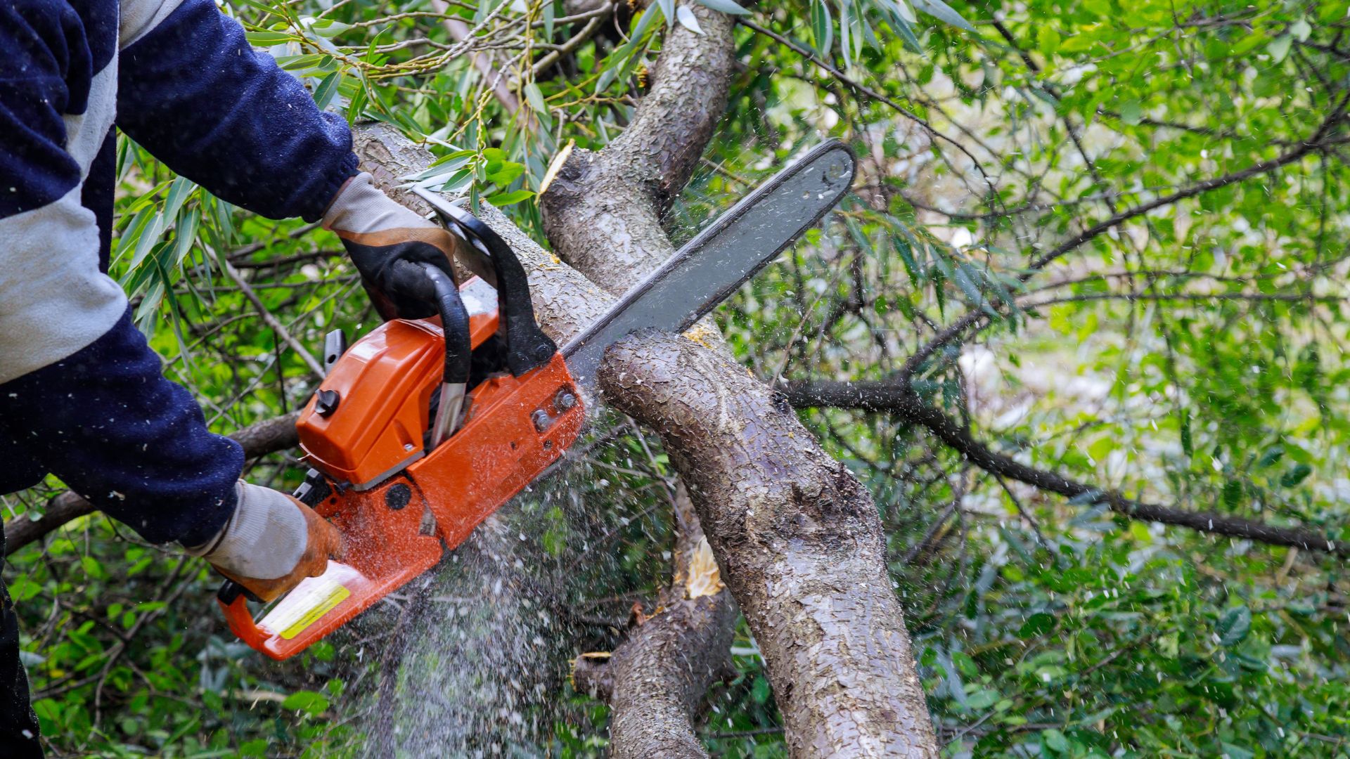 A man cutting a tree with a chainsaw