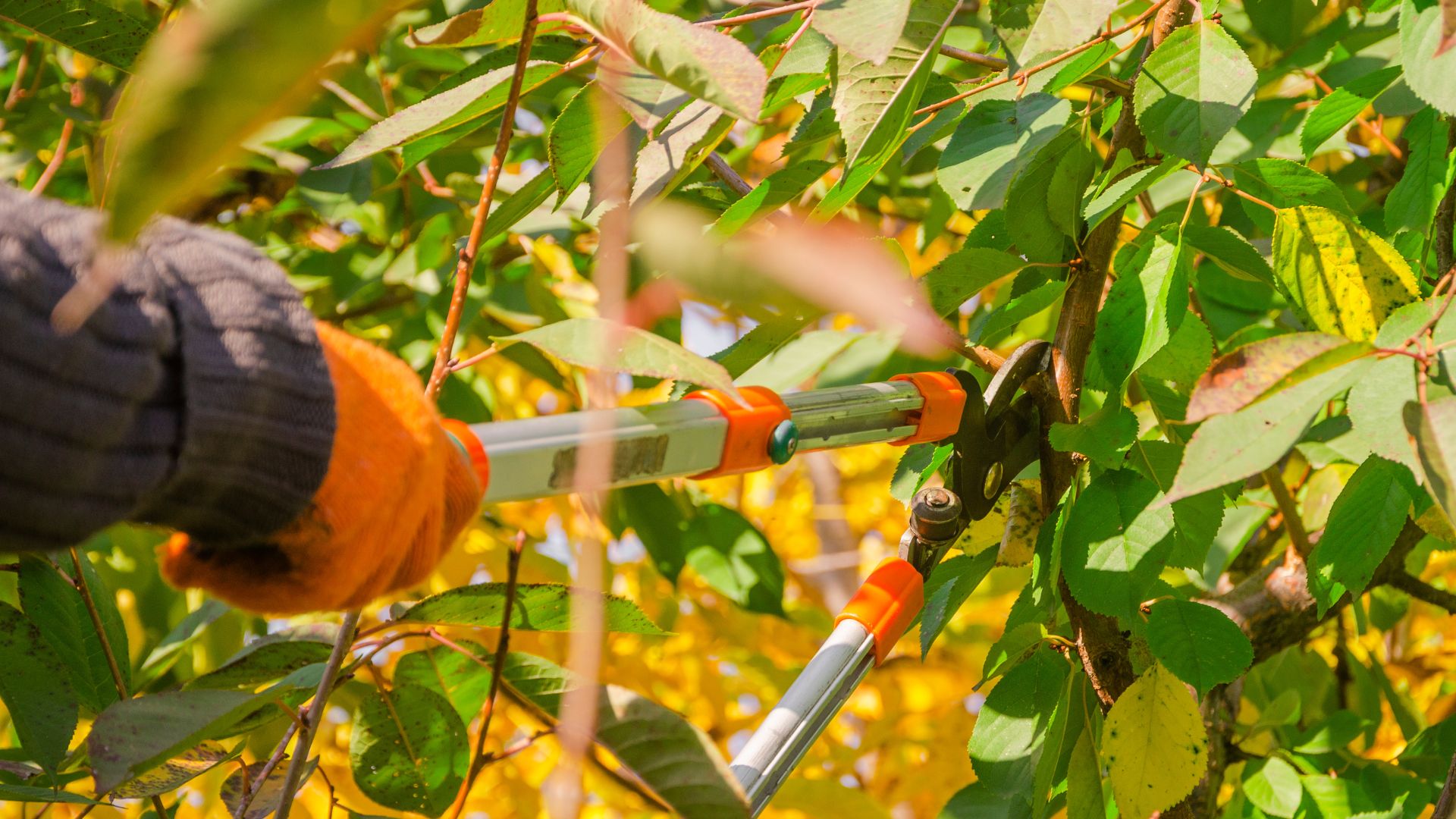 A pair of scissors cutting a branch of a tree