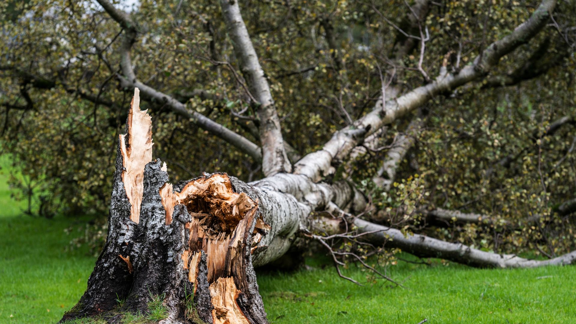 A tree that has fallen down in the grass