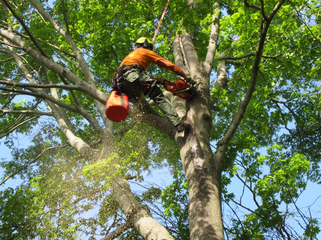 A man in a tree trimming a tree with a chainsaw